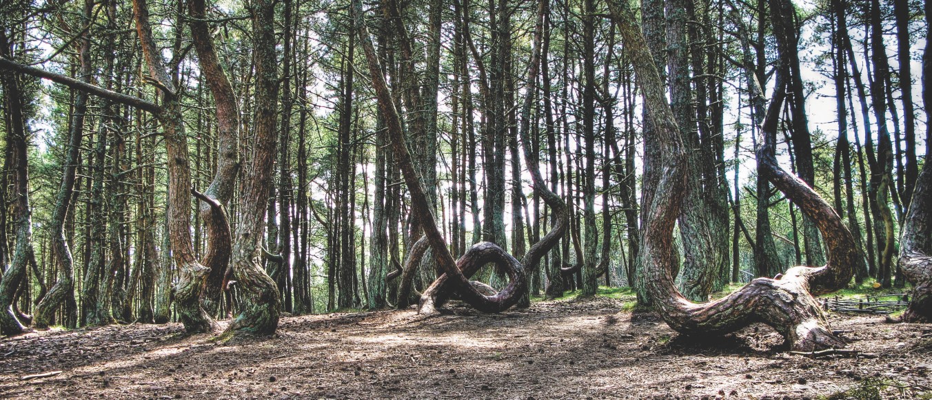 Танцующий лес