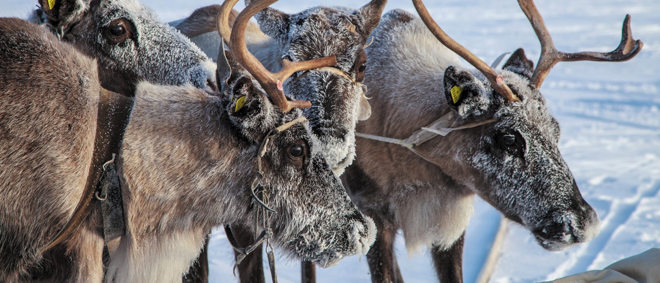 Северное сияние